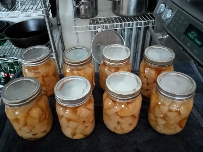 pommes de terre natures.jpg