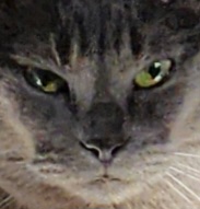 Avatar du membre